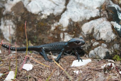 Salamandra atra prenjensis attentive look and...